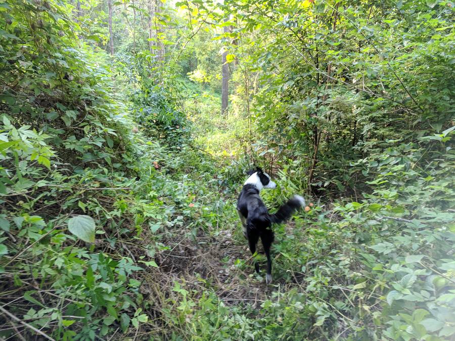 Trail C1
