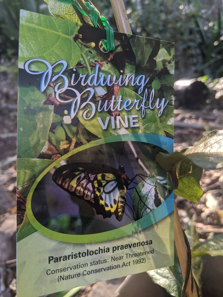 Birdwing