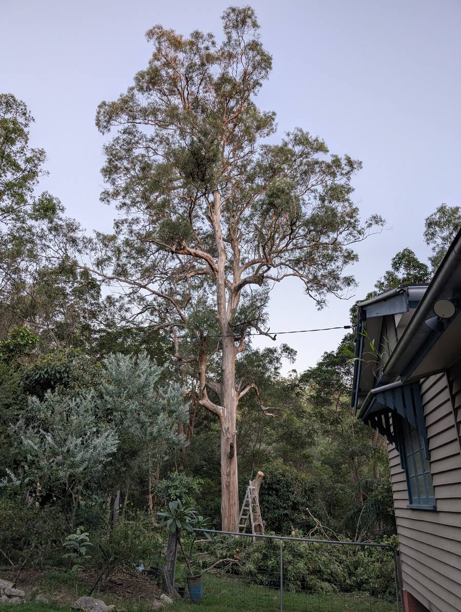 The Tree